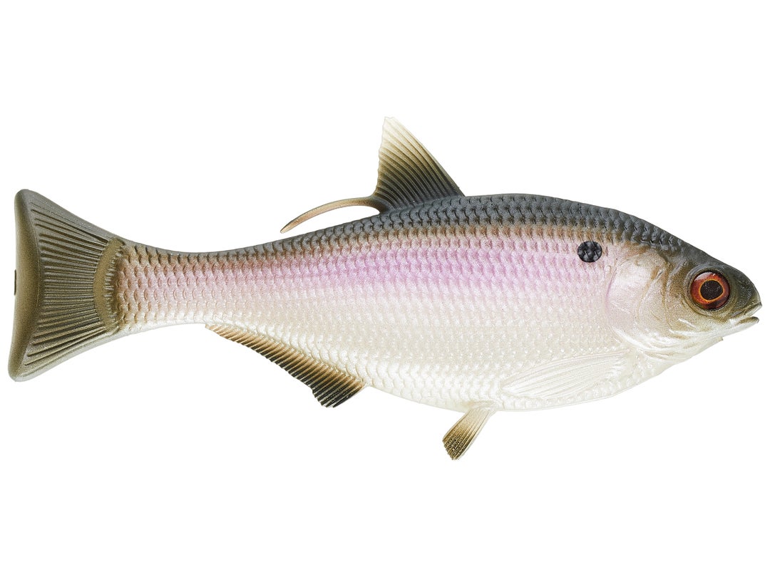 13 Fishing - Coalition BAMF Shad Wedge Tail Swimbait 1