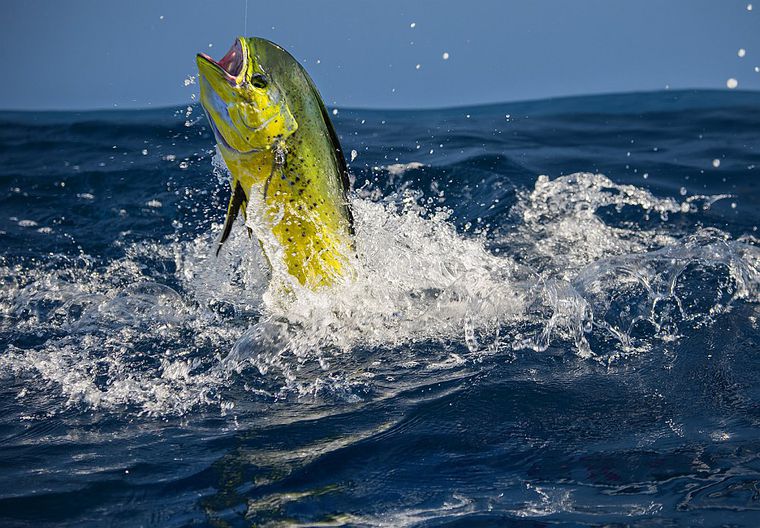 Saltwater Lures