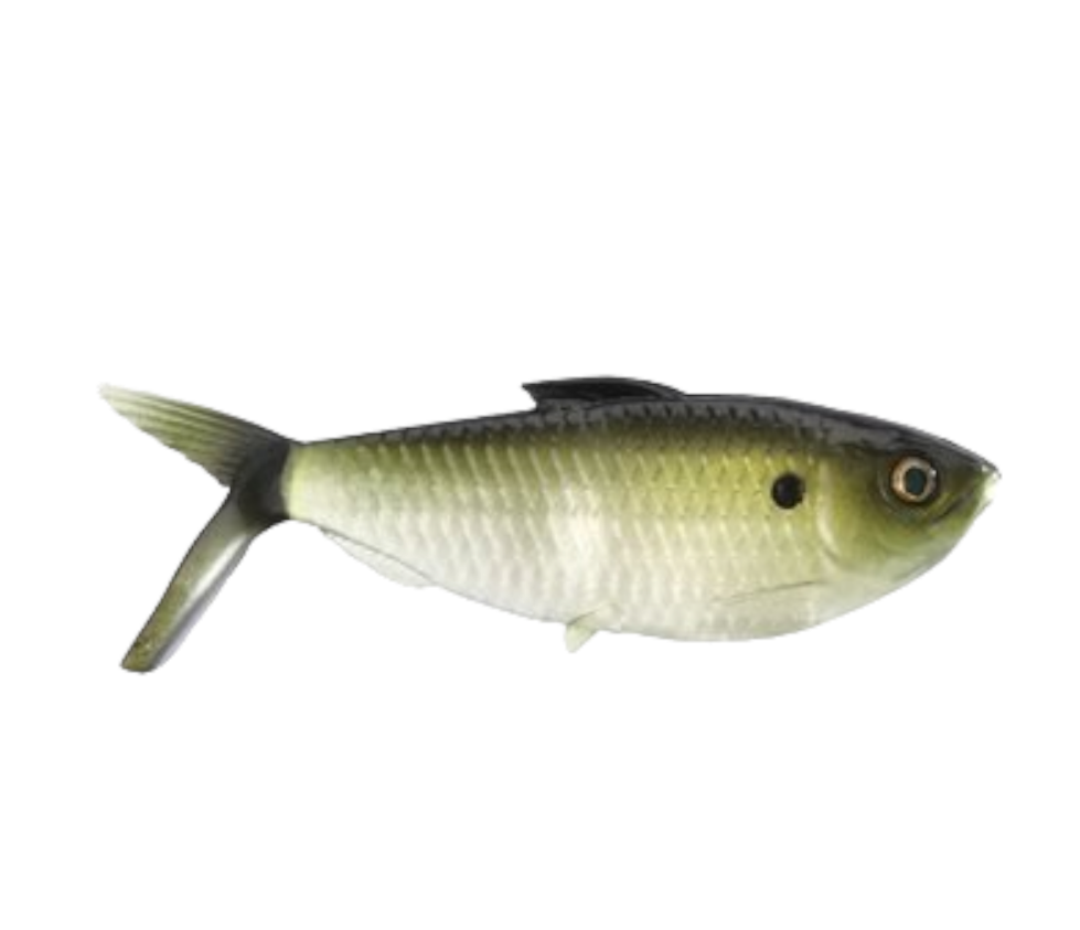 13 Fishing - Coalition Bait Co The Dine Swimbait 3pk 5