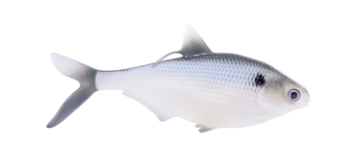 13 Fishing - Coalition Bait Co BAMF Shad Swimbait 4