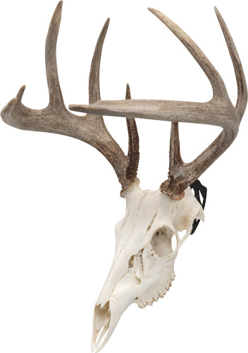 Allen Ez Mount Skull Peg - 3-pack Deer/antelope 1