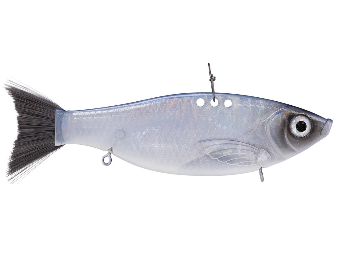 Bill Lewis Big Gizz 5