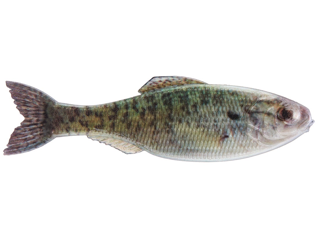 6th Sense Panorama Shad