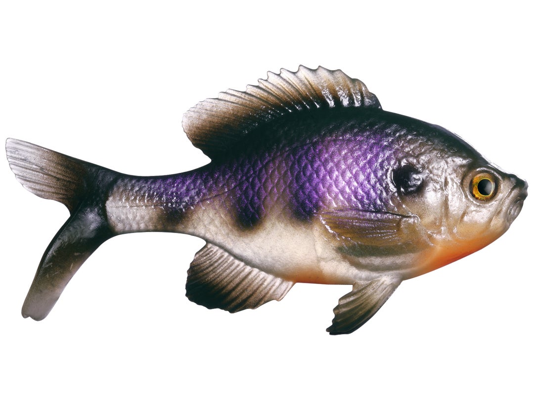13 Fishing - Coalition Bait Co The Gill Swimbait 4