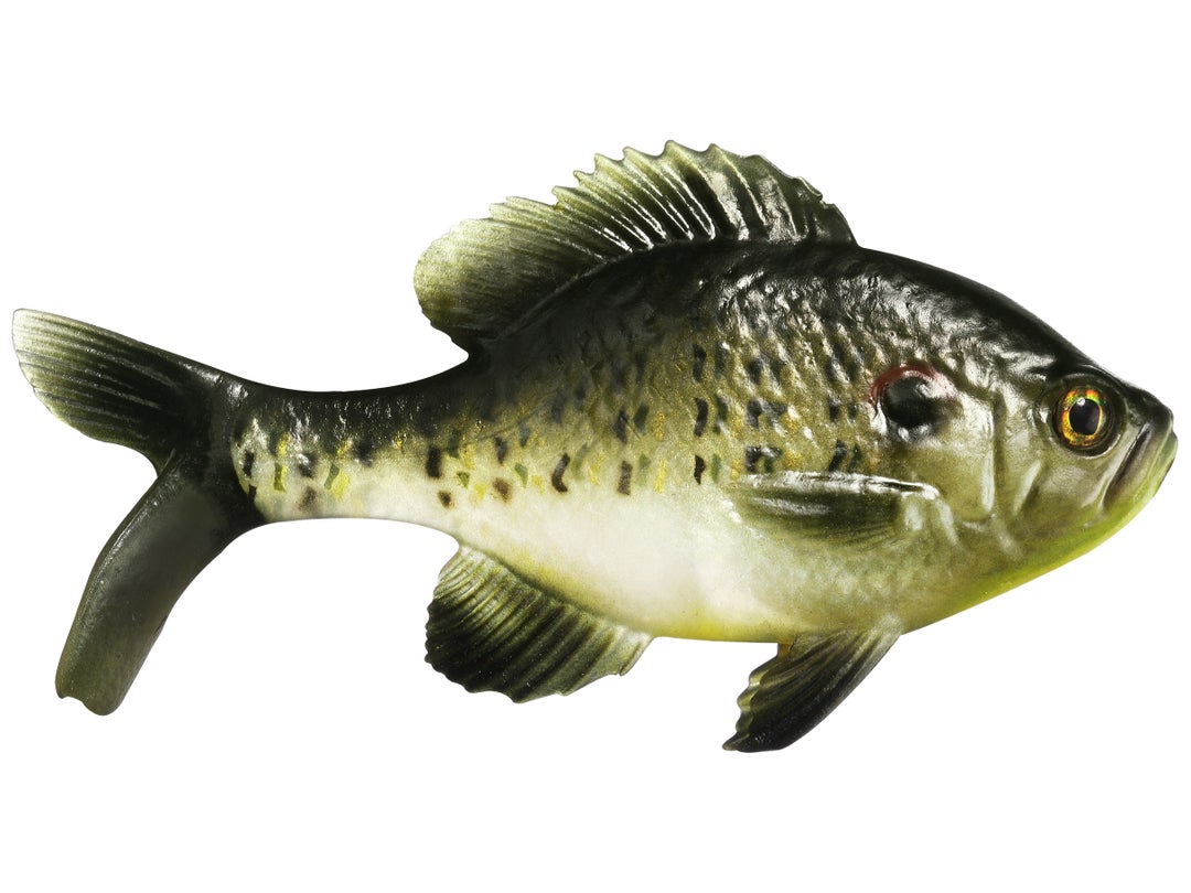 13 Fishing - Coalition Bait Co The Gill Swimbait 5