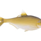 13 Fishing - Coalition Bait Co BAMF Shad Swimbait