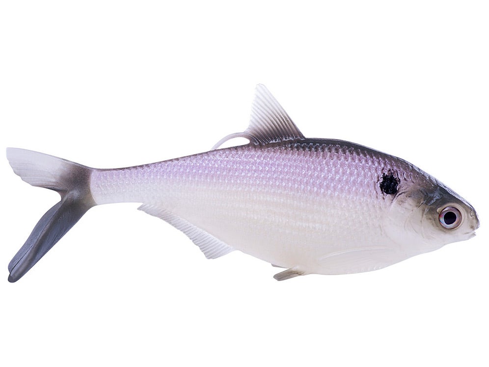 13 Fishing - Coalition Bait Co BAMF Shad Swimbait 3