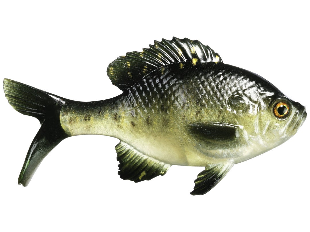 13 Fishing - Coalition Bait Co The Gill Swimbait 3