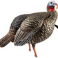 Avian X Hdr Jake Decoy -