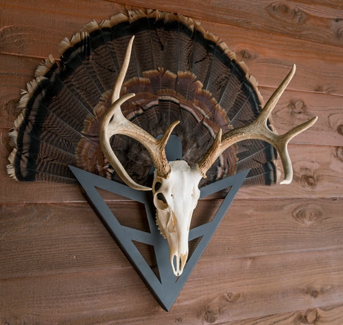 Do-all Strut-n-skull Turkey - Fan-european Skull Mount