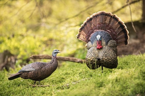 Flextone Thunder Creeper - Strutter Decoy W- Folding Fan 3