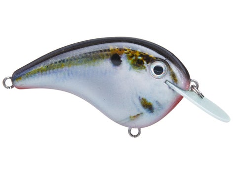 Strike King Chick Magnet Flat Sided Crankbait 10