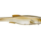 Megabass Magdraft Swimbaits